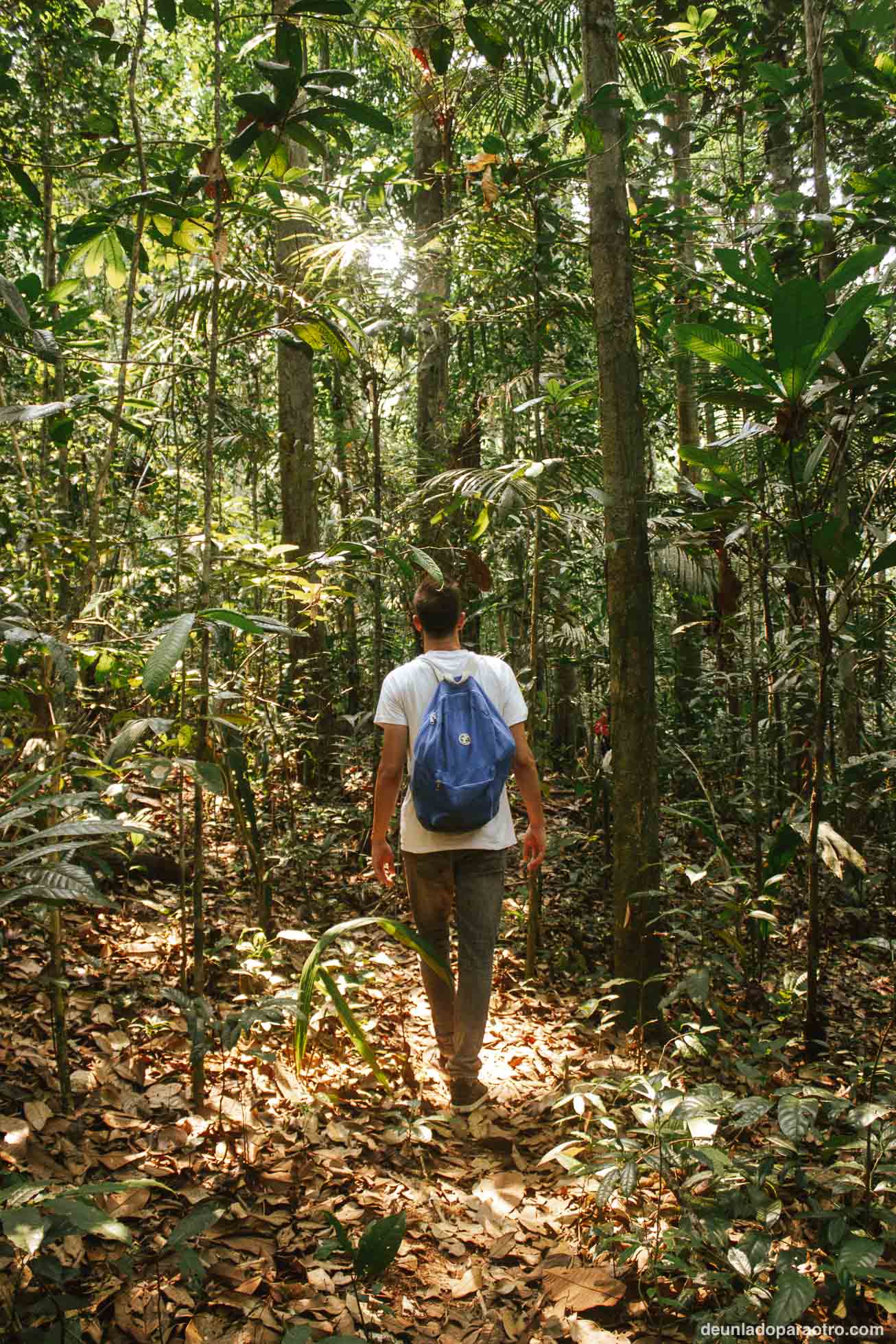 Tour de 2 o 3 días por la selva amazónica, una experiencia única que hacer en Manaos