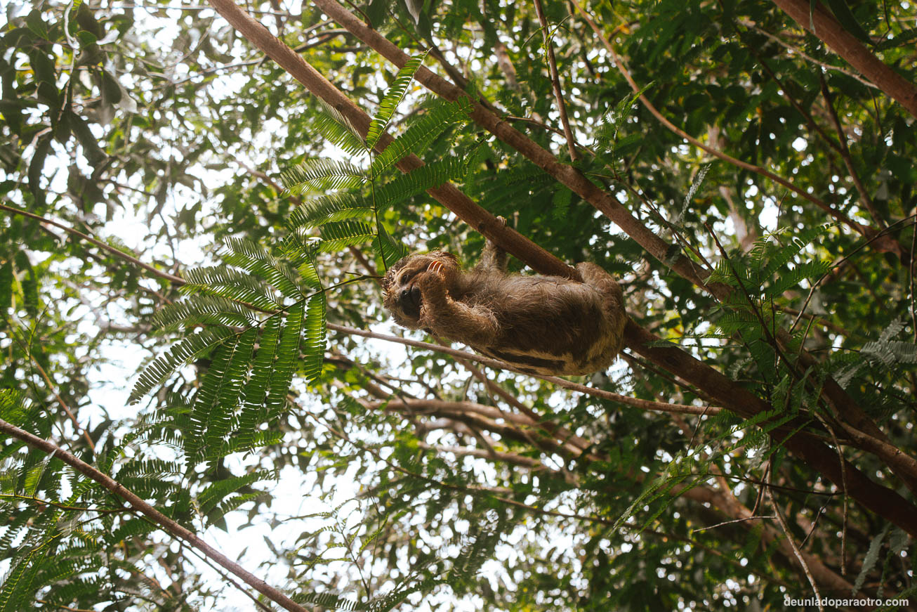 Tour de 2 o 3 días por la selva amazónica, una experiencia única que hacer en Manaos