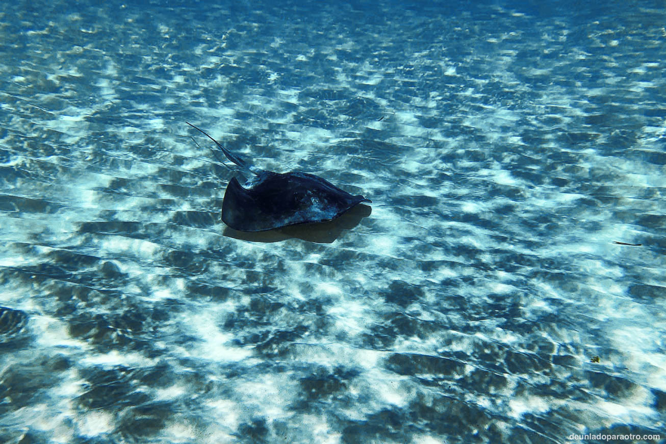 Hacer Buceo o Snorkel y descubrir el increíble fondo marino de Cozumel