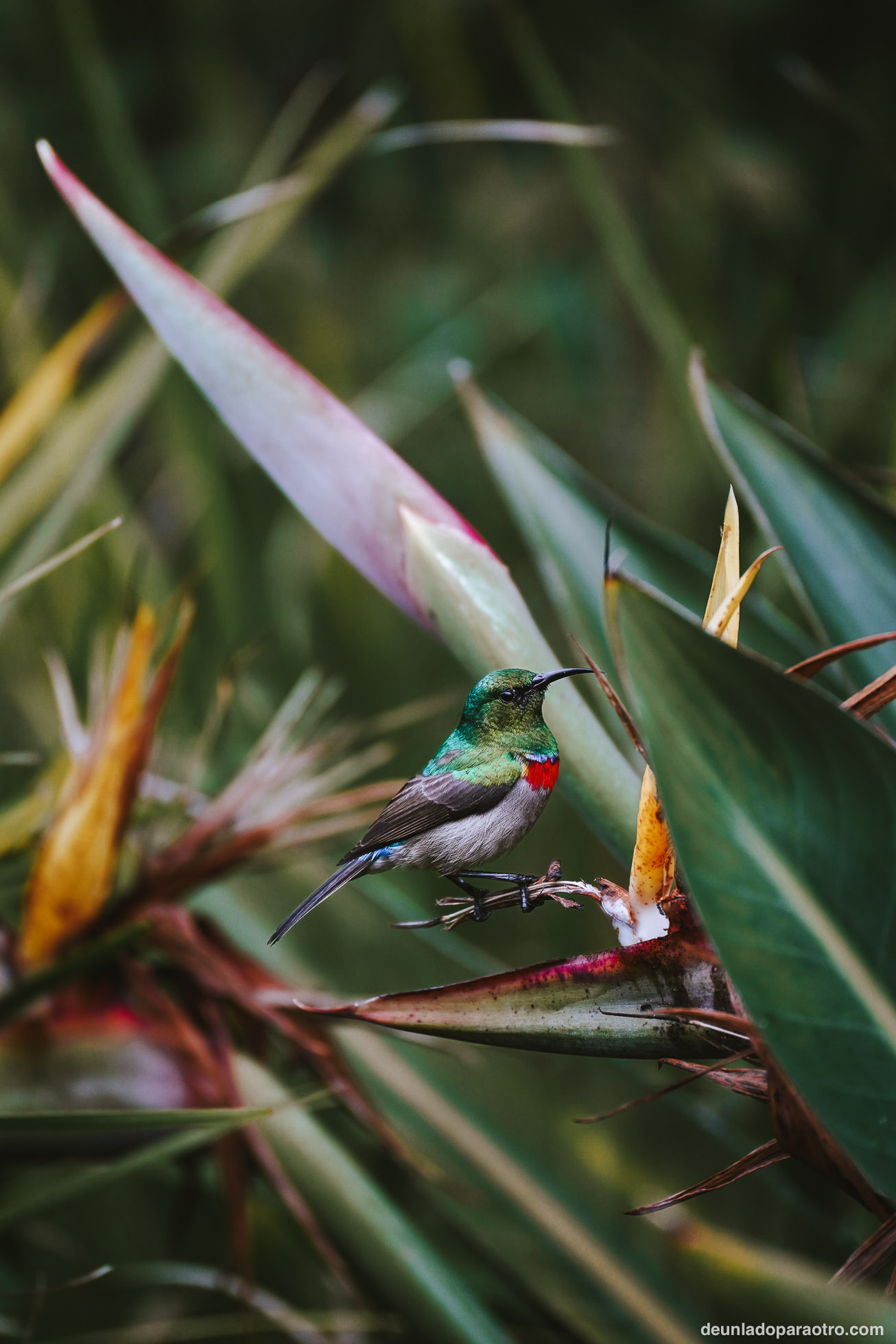 Jardín Botánico de Kirstenbosch, un lugar repleto de naturaleza que ver en Ciudad del Cabo