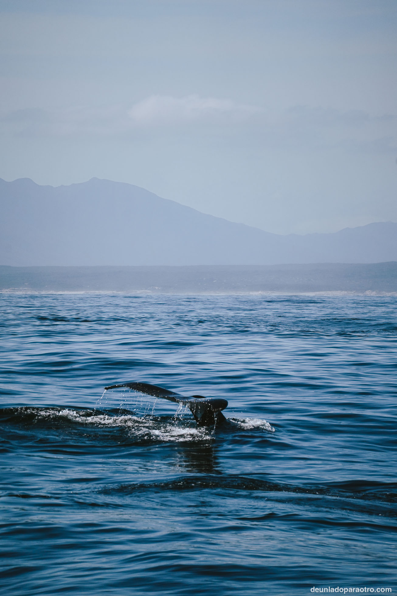 Ver ballenas en hermanus, algo que hacer en Sudafrica