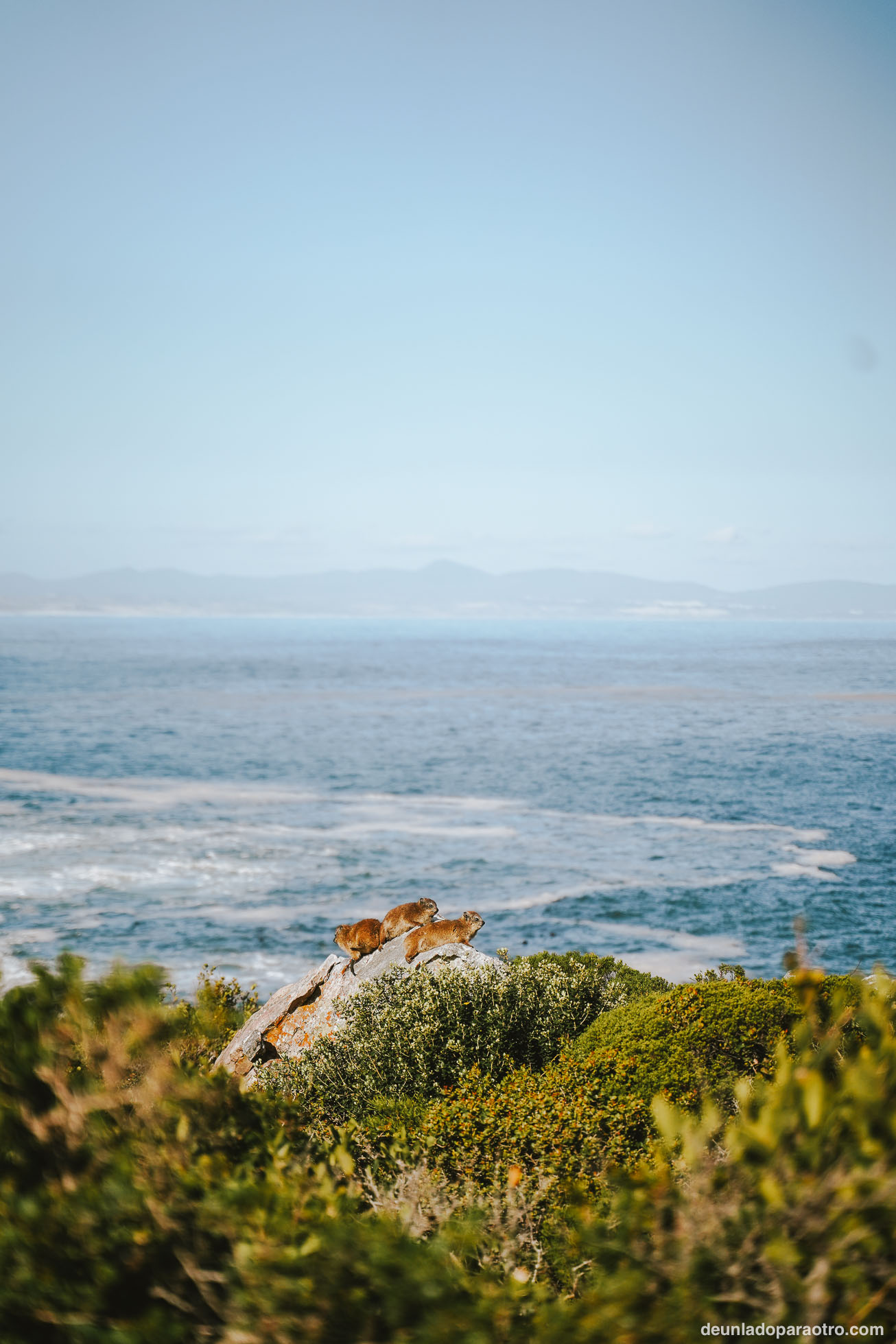 Hermanus, algo que hacer en tu ruta por Sudafrica