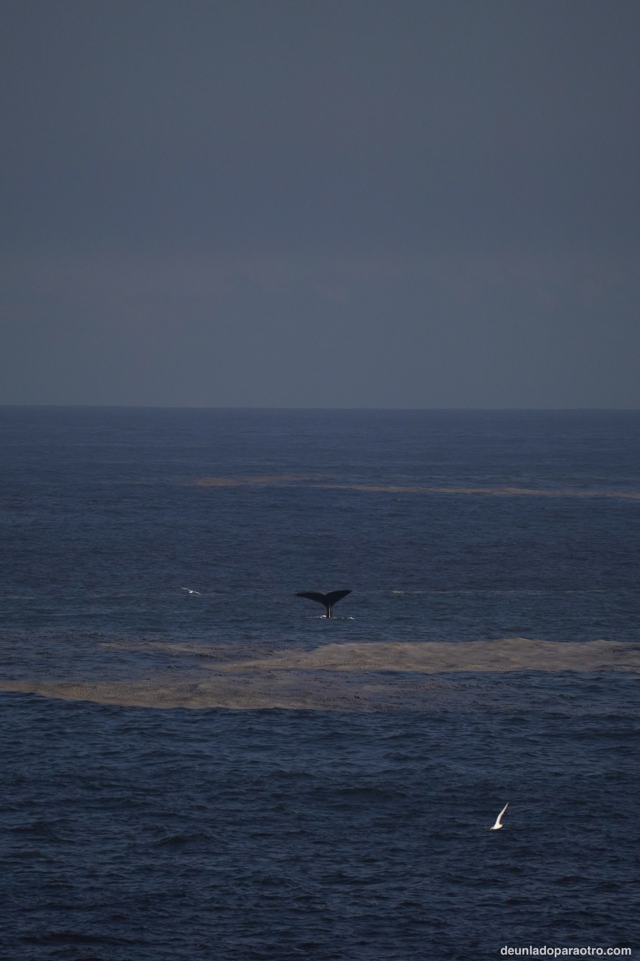 Ver ballenas, algo imprescindible que hacer en Hermanus