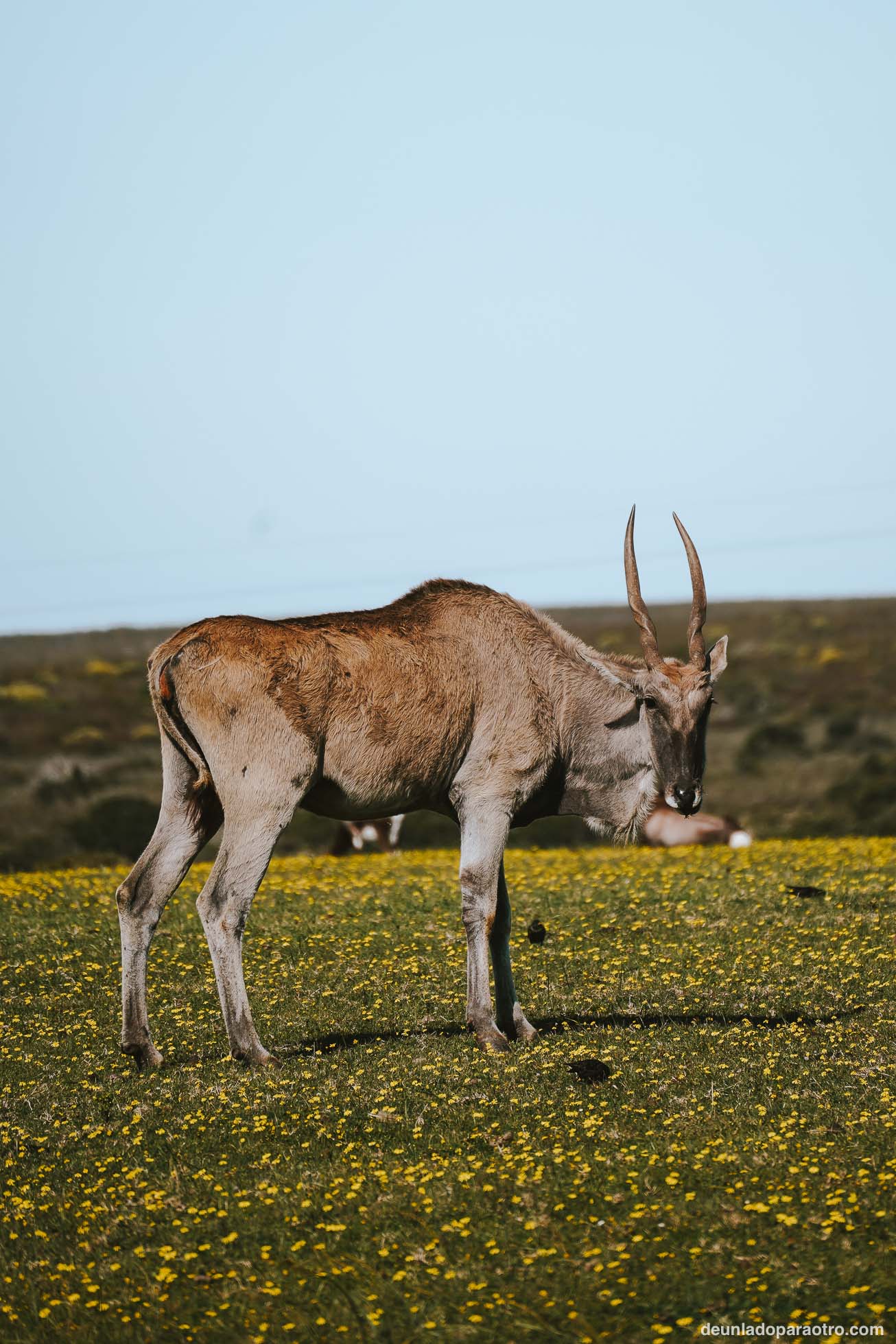 Reserva Natural De Hoop, algo imprescindible que ver en tu ruta de viaje por Sudafrica