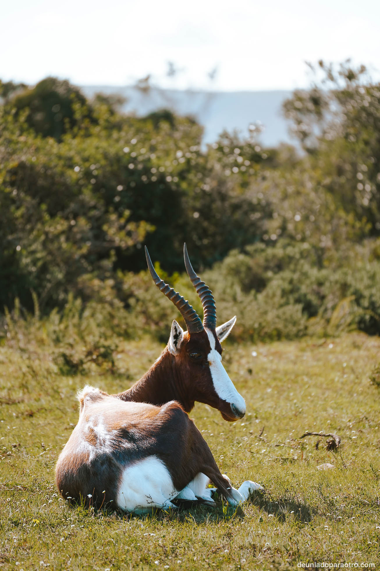 Reserva Natural De Hoop, algo imprescindible que ver en tu ruta de viaje por Sudafrica