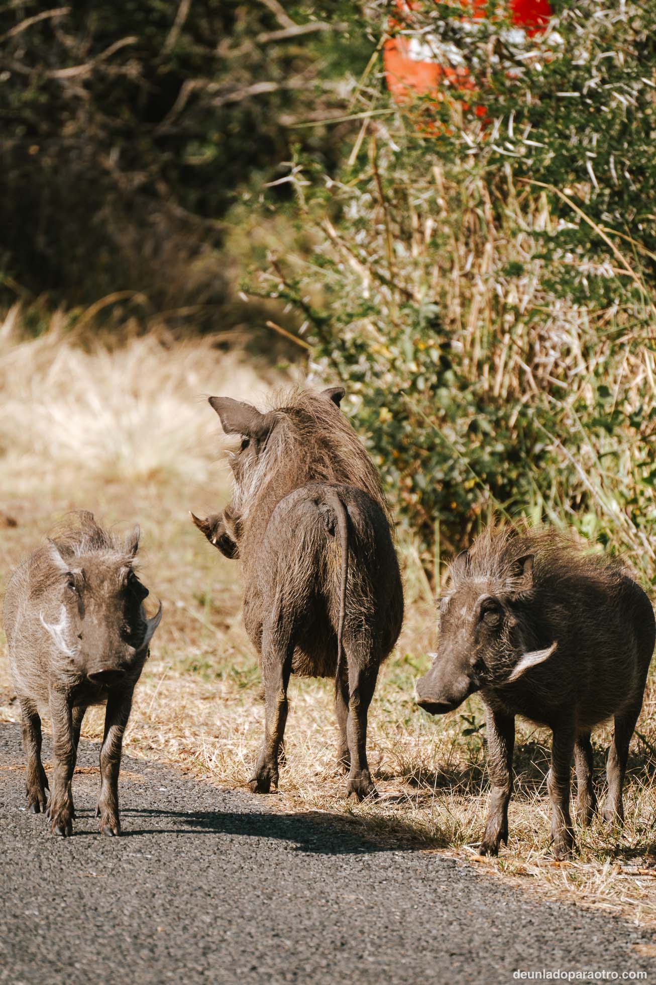 Isimangaliso, el mejor lugar para ver hipopótamos en tu ruta de viaje por Sudafrica