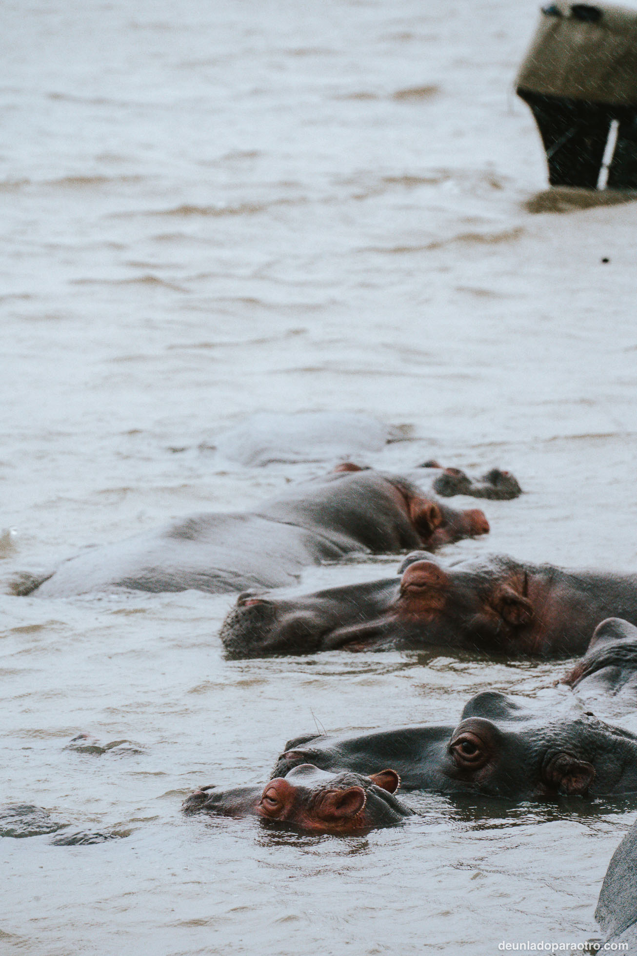 Isimangaliso, el mejor lugar para ver hipopótamos en tu ruta de viaje por Sudafrica