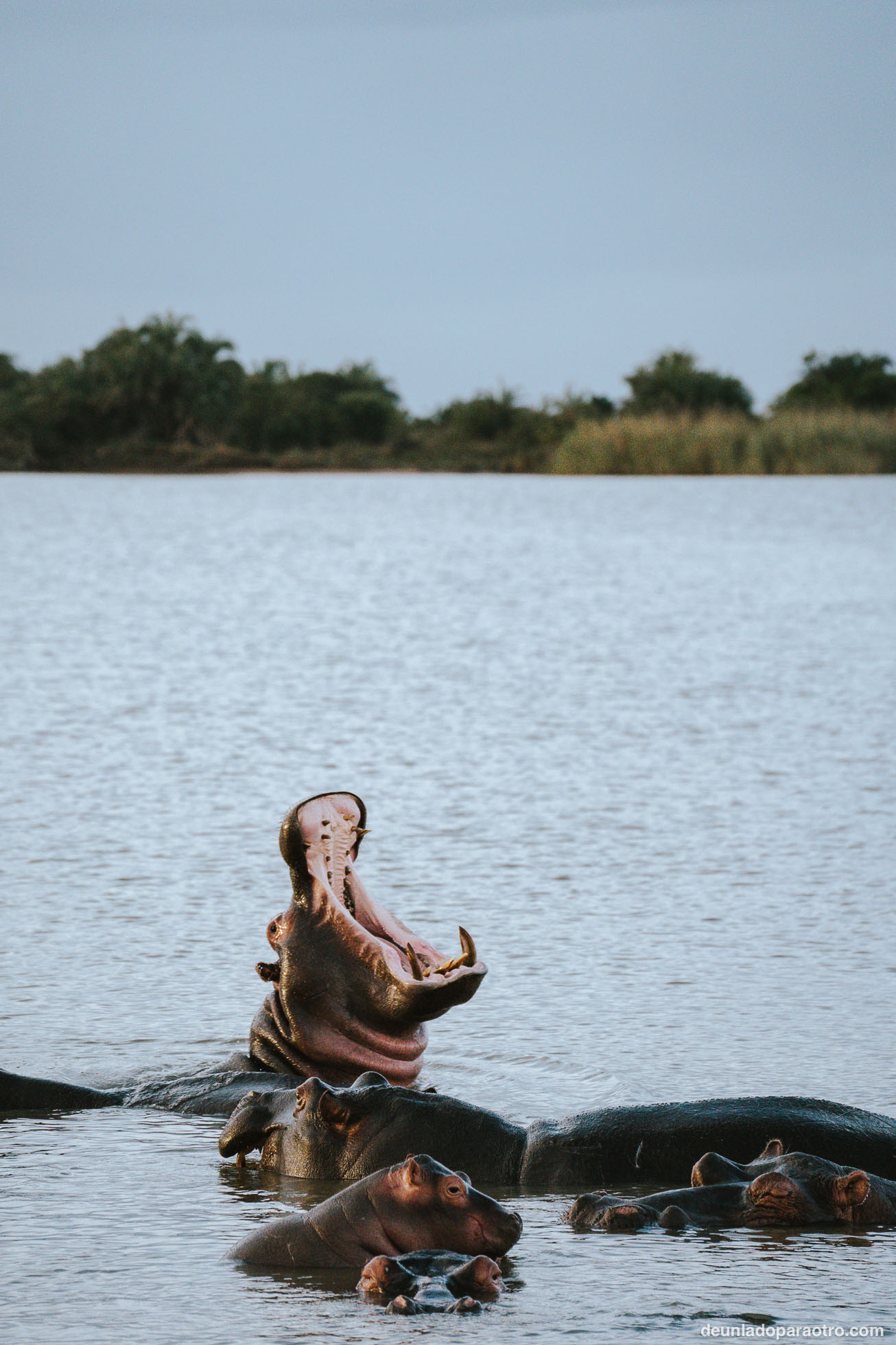 Isimangaliso, el mejor lugar para ver hipopótamos en tu ruta de viaje por Sudafrica