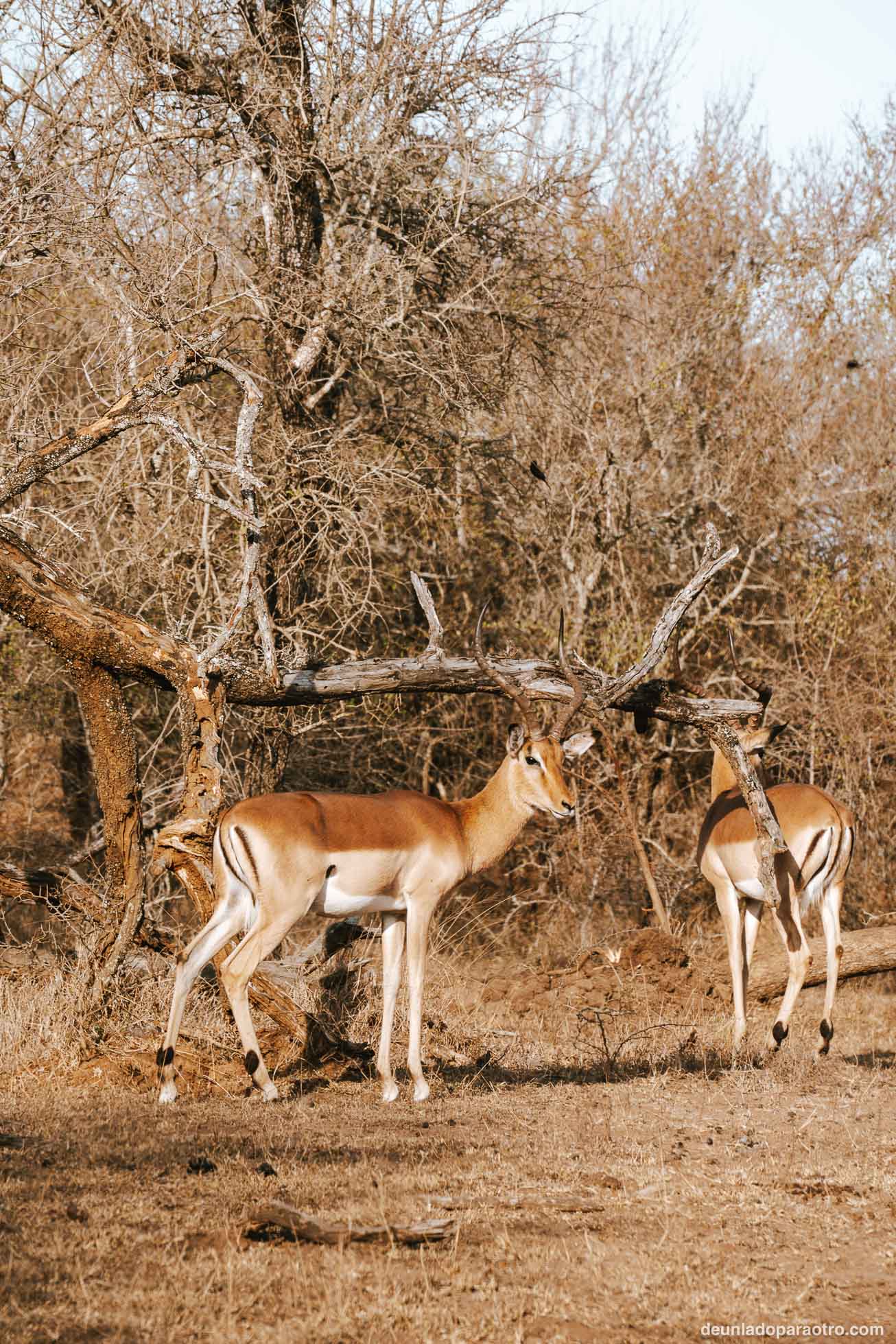 Impalas en Eswatini