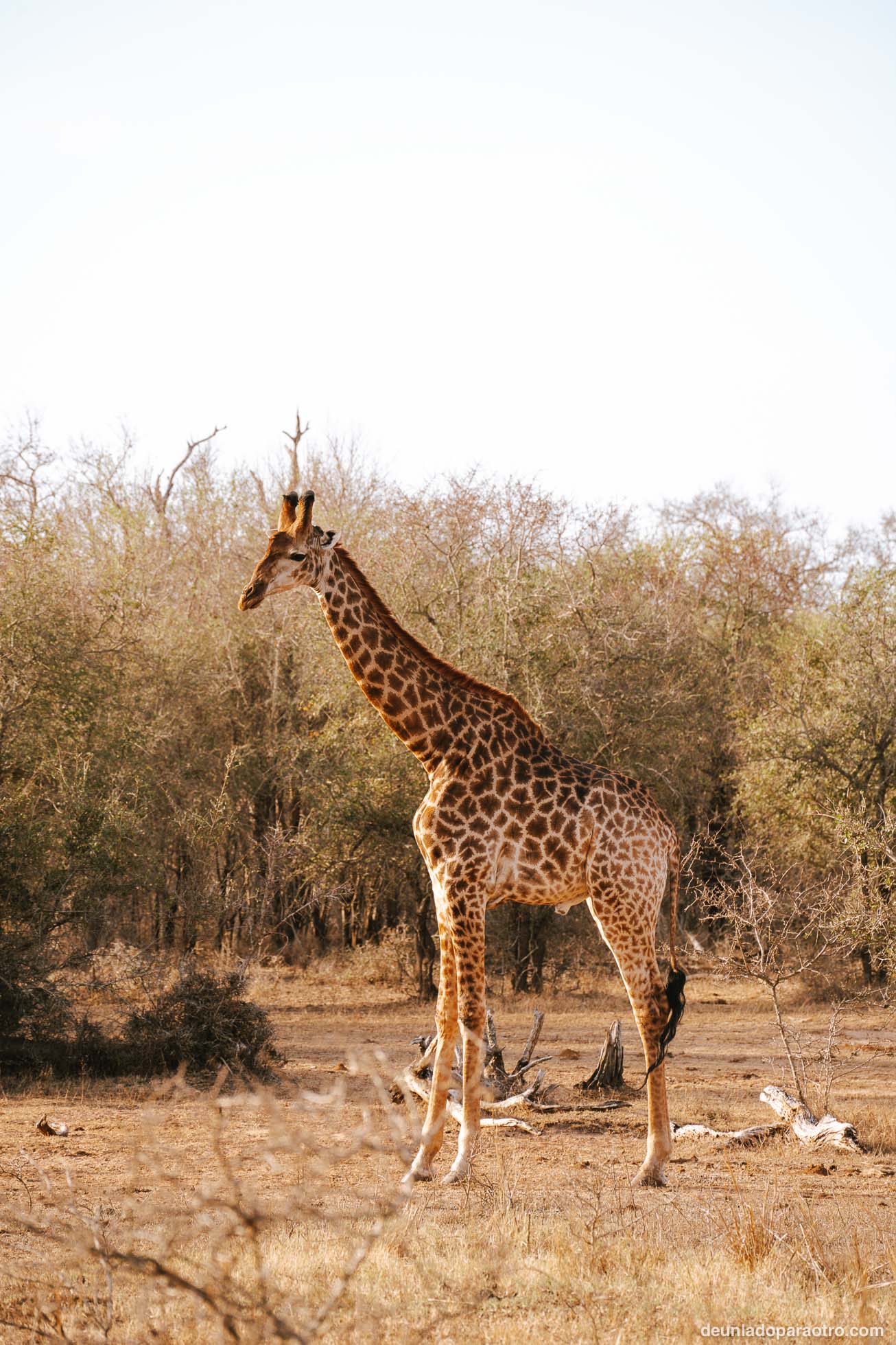 Jirafas en Eswatini algo imprescindible en tu ruta por Sudafrica