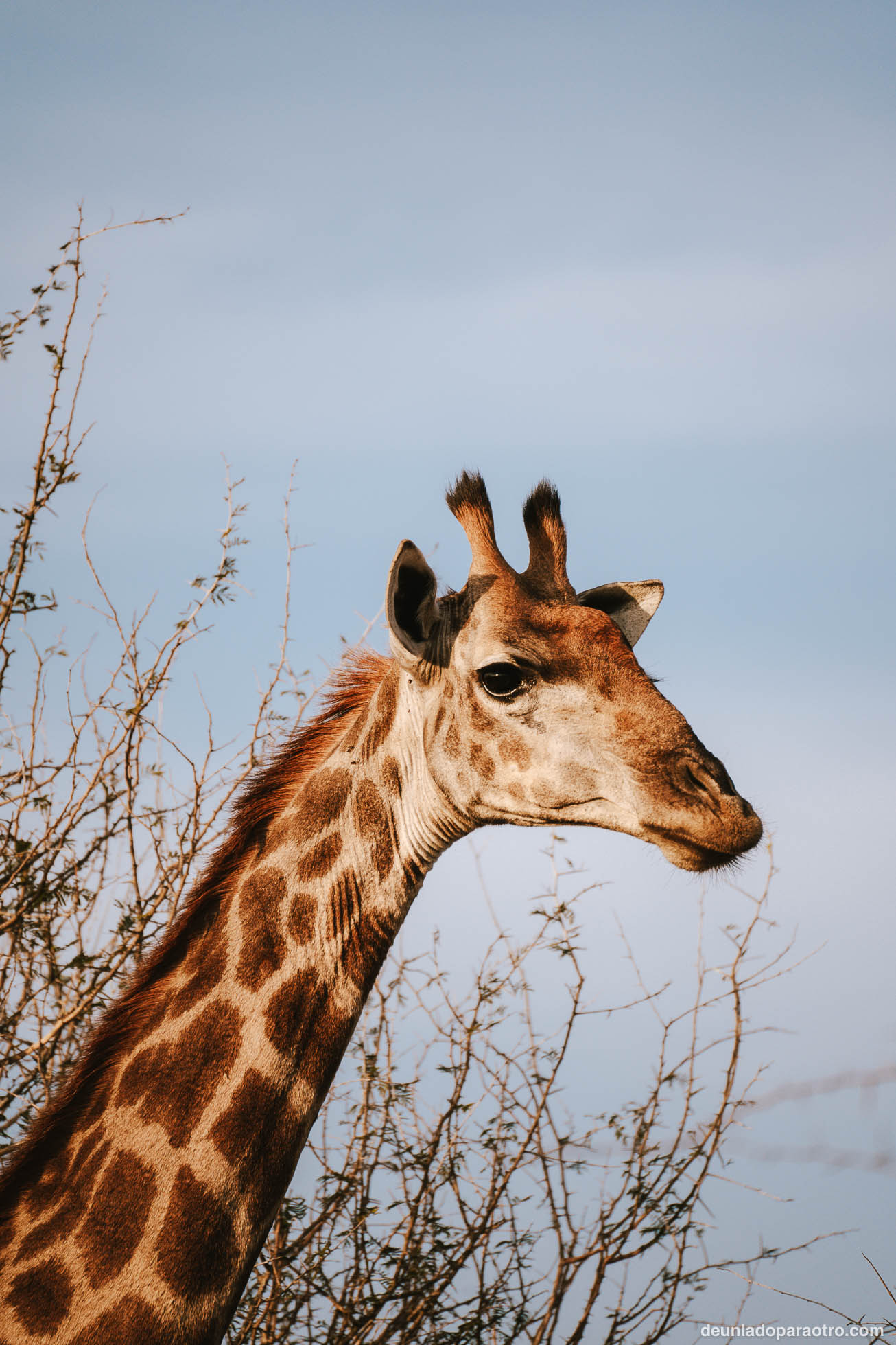 Jirafas en Hlane, un lugar increíble de tu ruta de viaje por Sudafrica en 23 dias