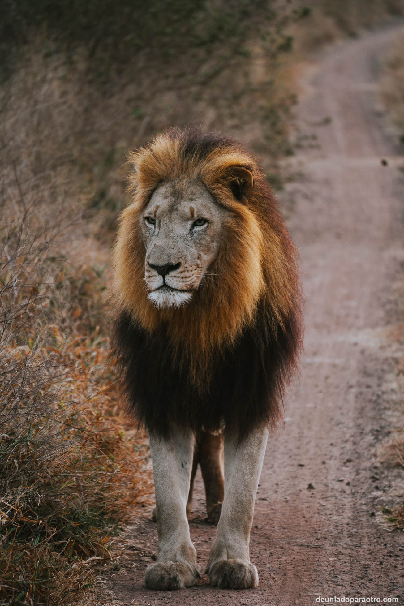 Safari en Eswatini, una de las mejores cosas que hacer en tu ruta de viaje por Sudafrica