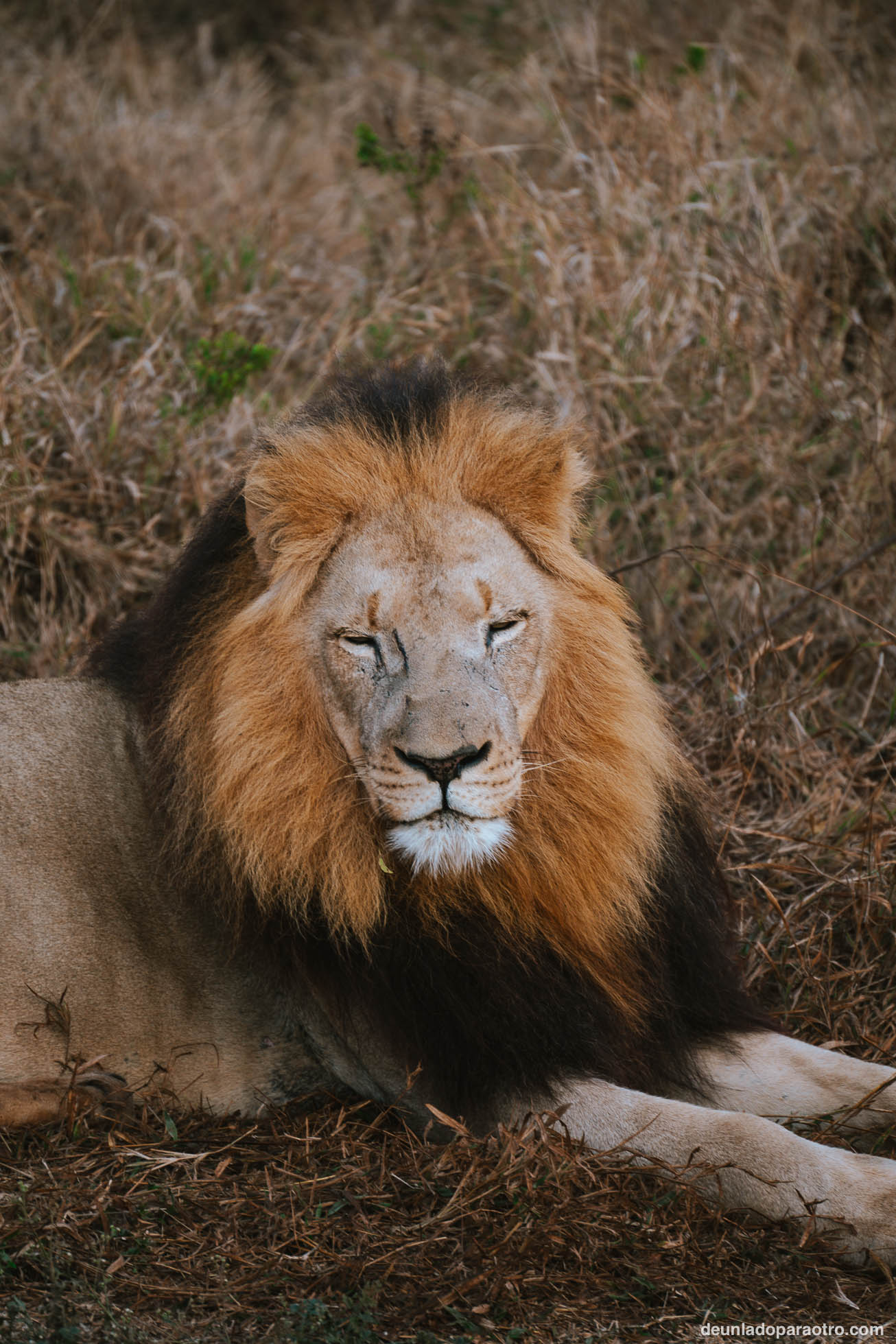 león en Eswatini, un lugar increíble de tu ruta de viaje por Sudafrica en 23 dias