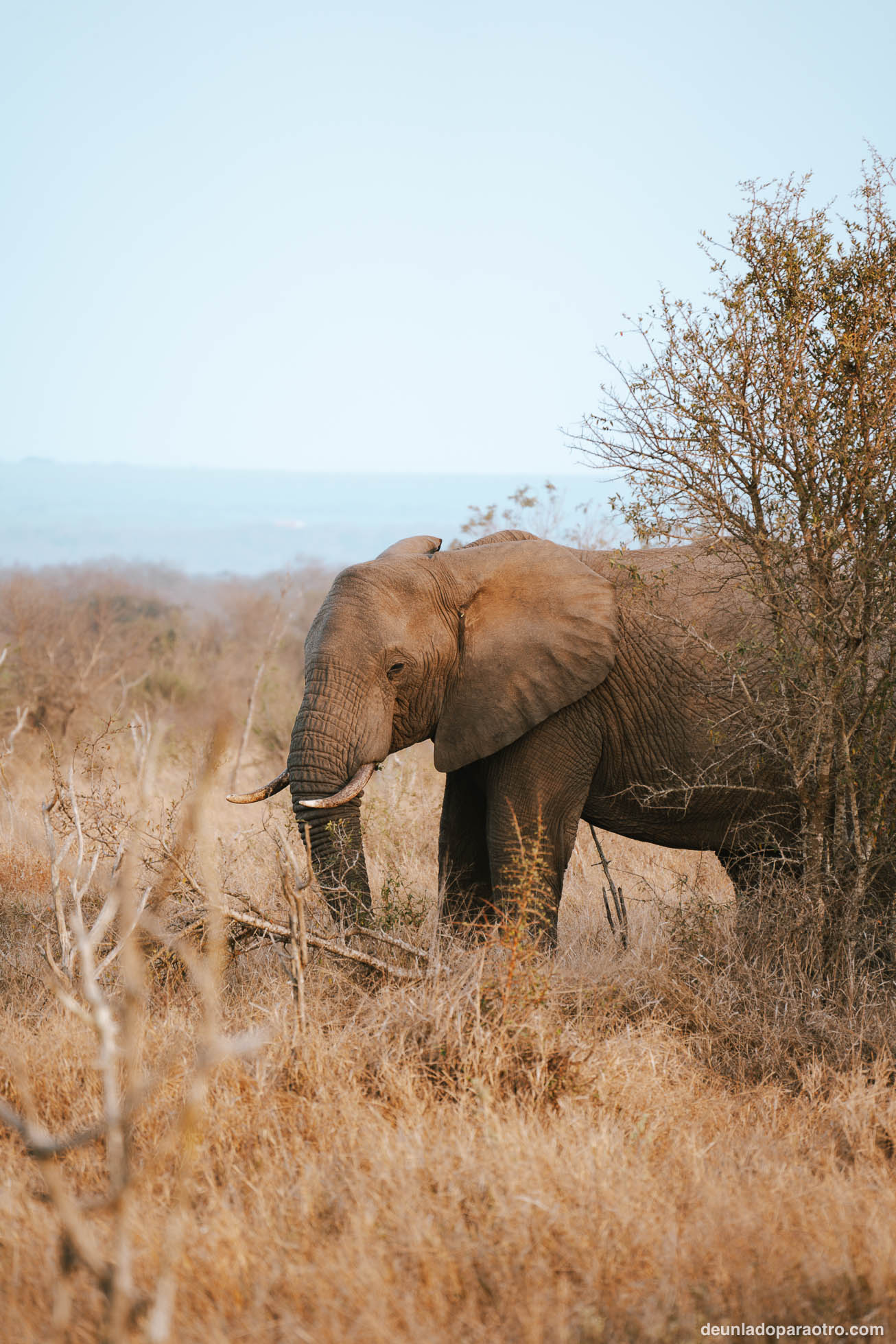 elefante en Eswatini, un lugar increíble de tu ruta de viaje por Sudafrica en 23 dias