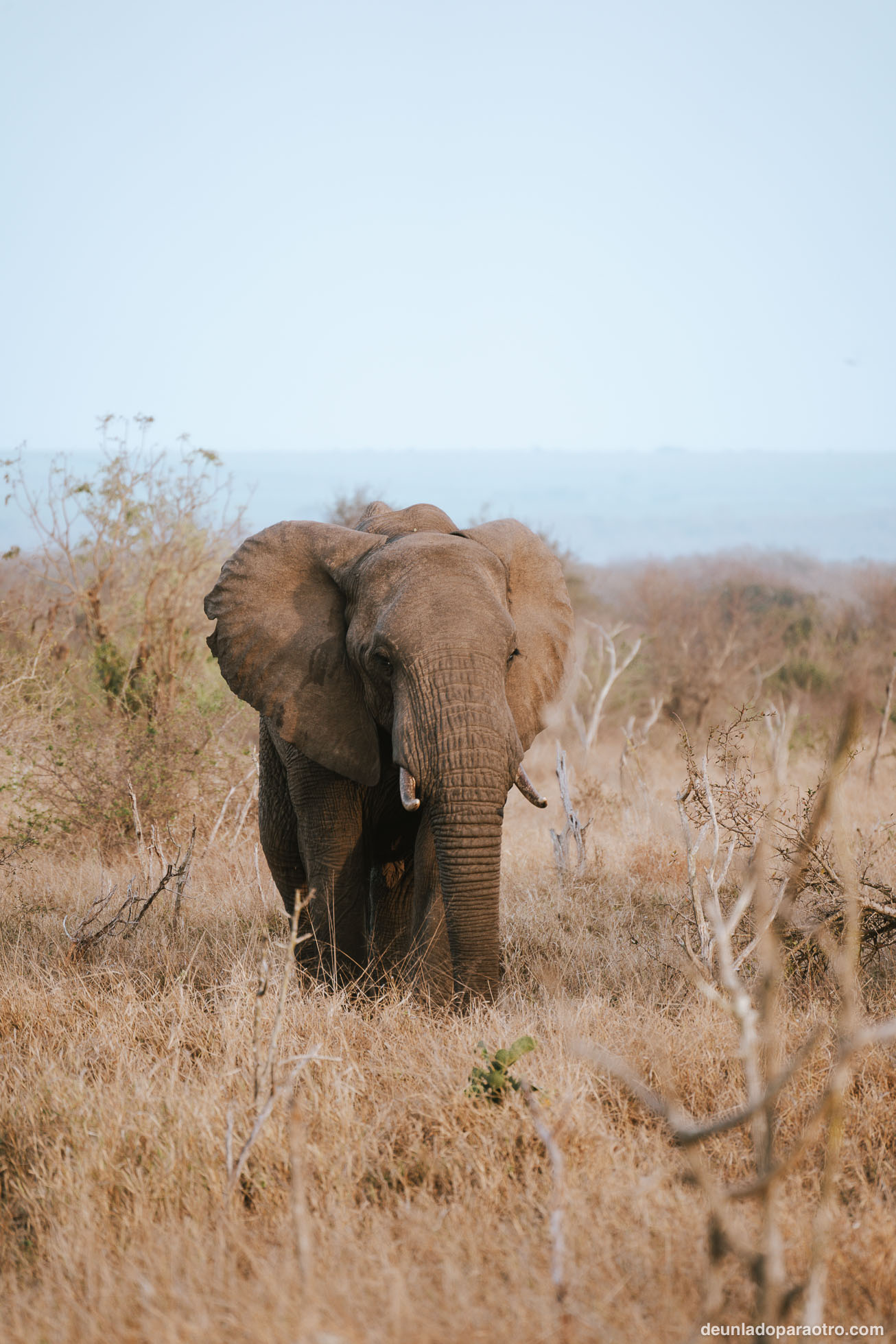 elefante en Eswatini, un lugar increíble de tu ruta de viaje por Sudafrica en 23 dias