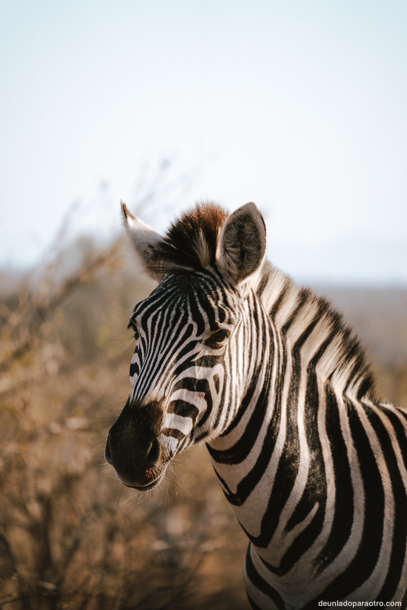 Zebra en el Kruger