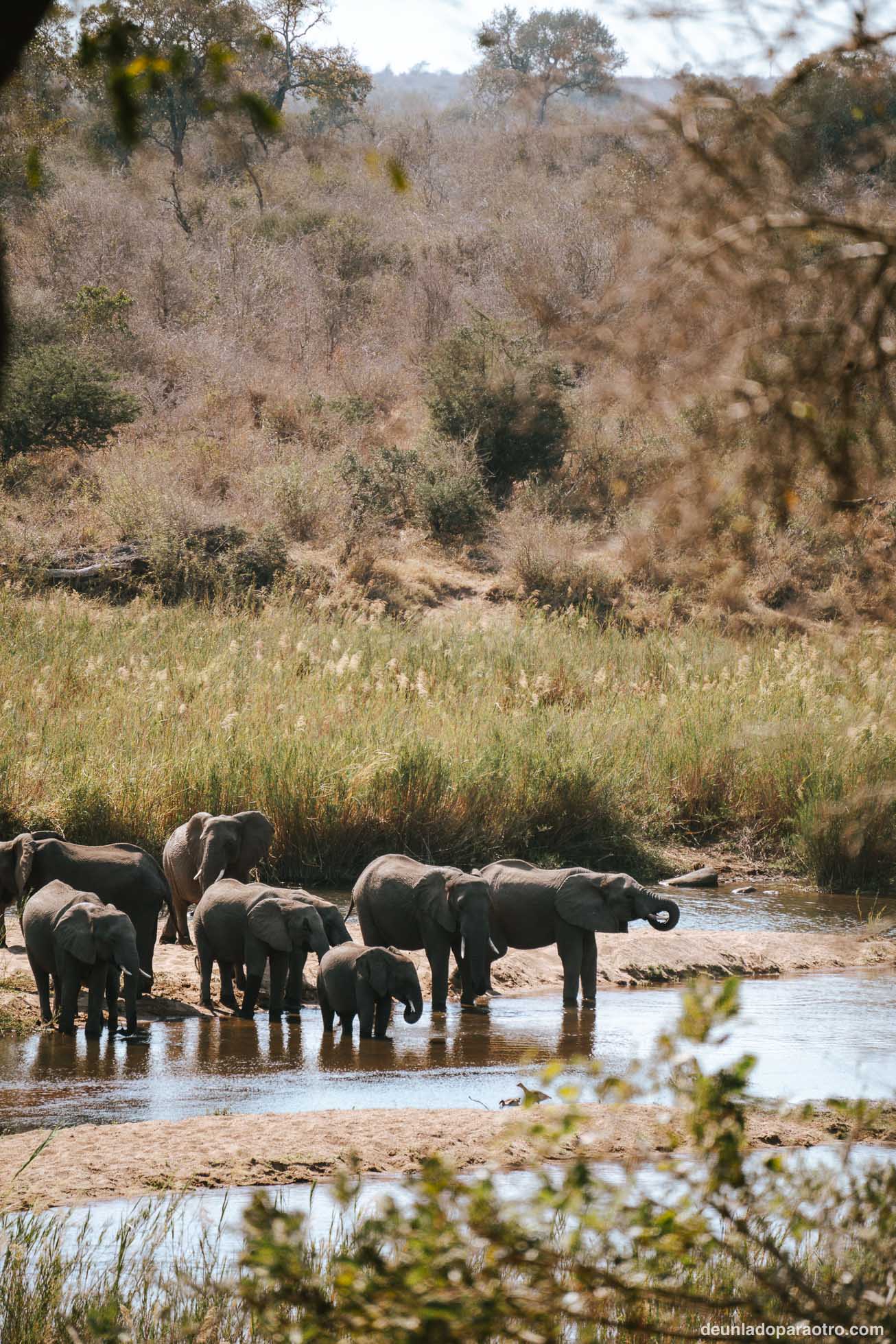 Safari en el Kruger, lo mejor de tu viaje a Sudafrica