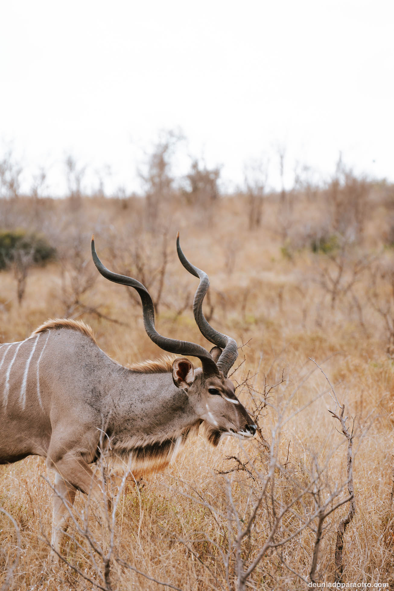 Antilopes en el Kruger