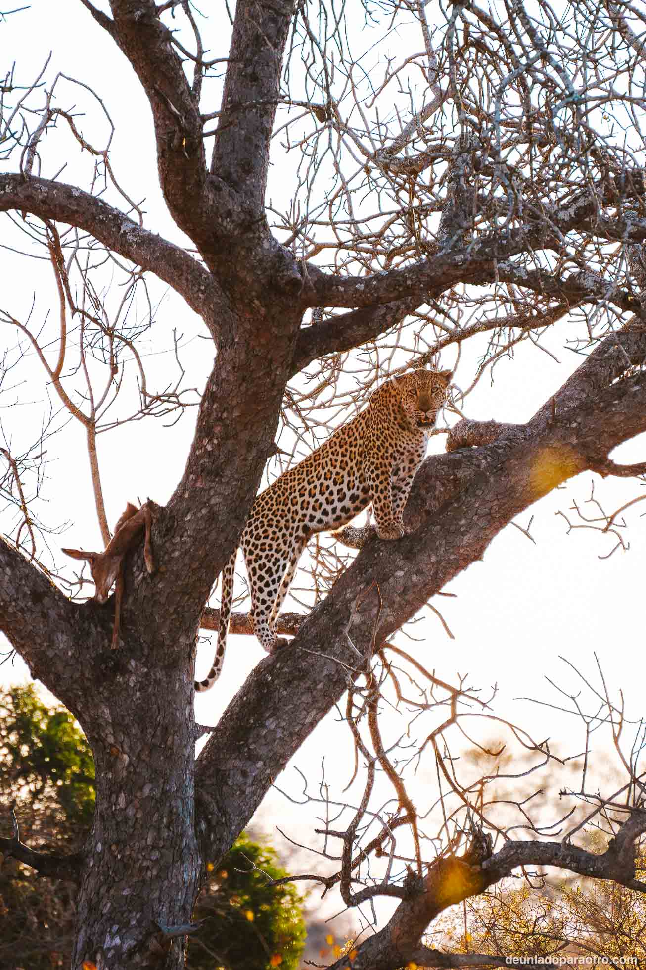 Leopardo, el animal más dificil de ver en tu safari por Sudafrica